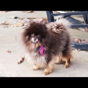 Meet your Posher, Lee